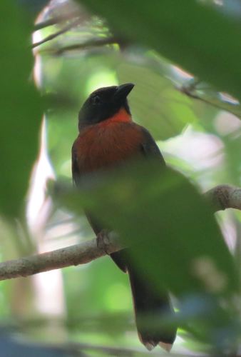 Black-cheeked Ant Tanager (Driophlox atrimaxillaris), photo 4