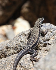 Microlophus atacamensis