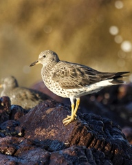 Calidris virgata