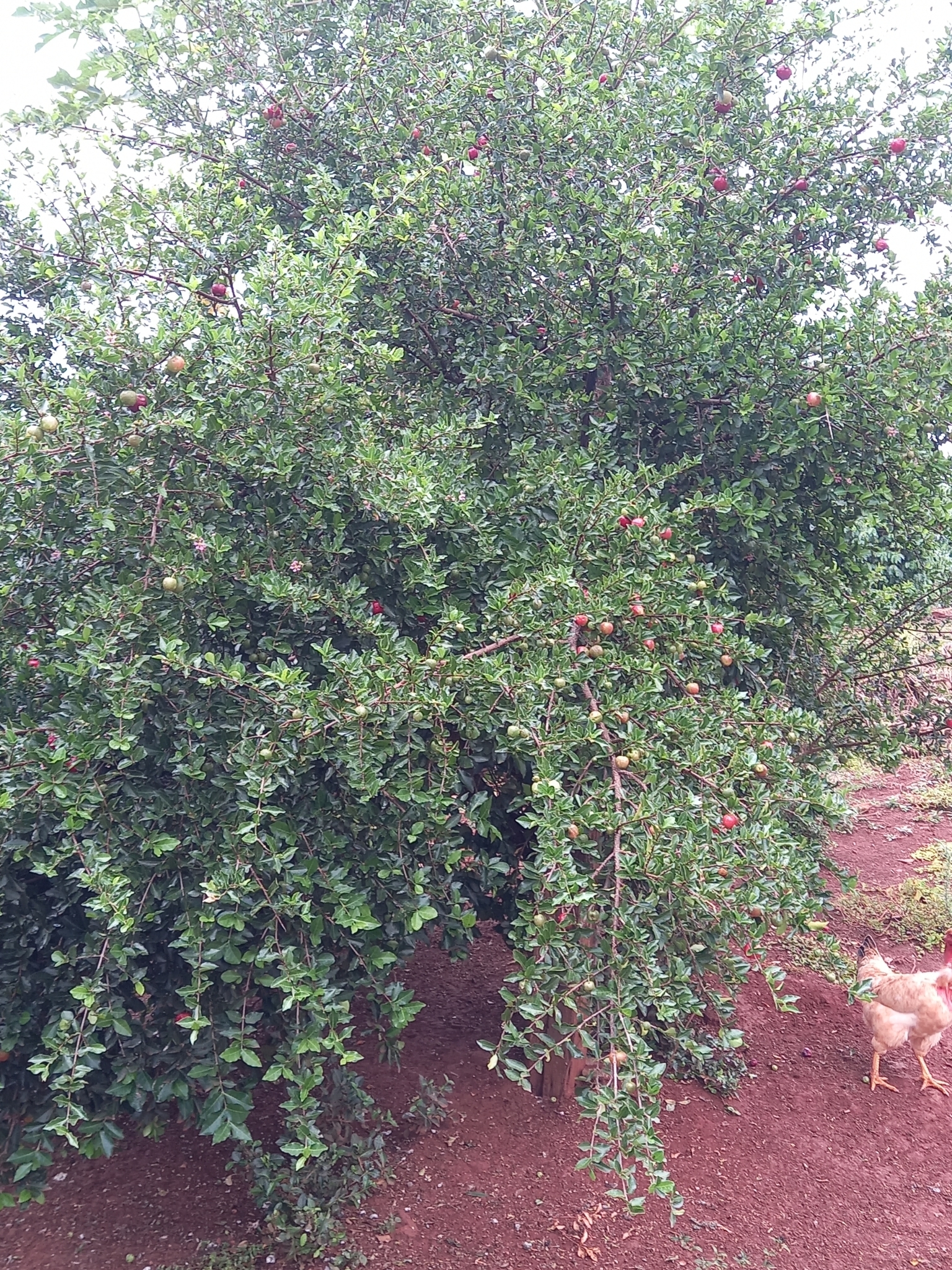 Malpighia emarginata