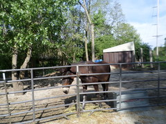 Equus asinus × caballus