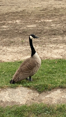 Branta canadensis
