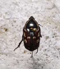 Stalagmosoma cynanki