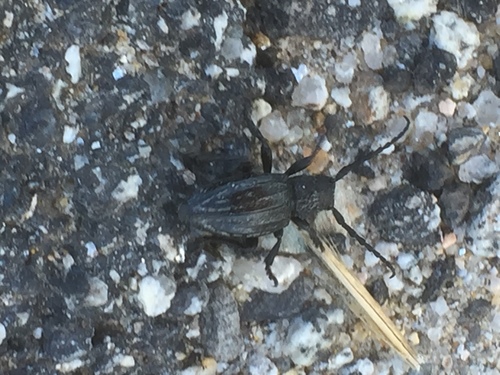Iberodorcadion brannani