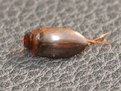 Liopterus haemorrhoidalis