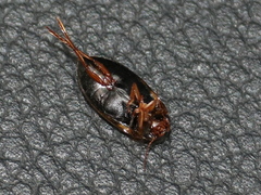 Liopterus haemorrhoidalis