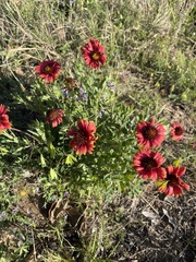 Gaillardia amblyodon