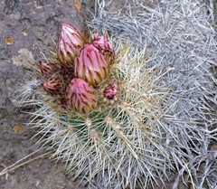 Austrocactus bertinii
