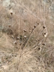 Centaurea vallesiaca