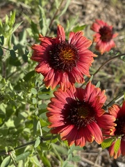 Gaillardia amblyodon