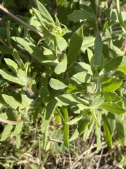 Gaillardia amblyodon