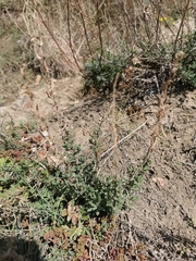 Hyssopus officinalis