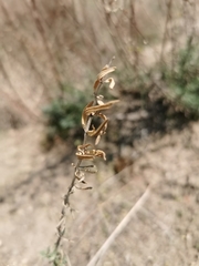 Hyssopus officinalis