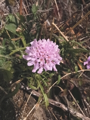 Scabiosa triandra