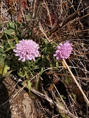 Scabiosa triandra