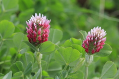 Trifolium incarnatum molinerii