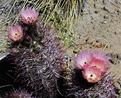 Austrocactus bertinii