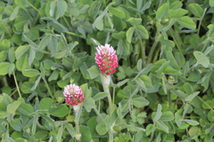 Trifolium incarnatum molinerii