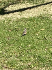 Turdus migratorius