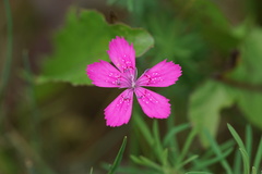 Dianthus deltoides deltoides