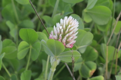 Trifolium incarnatum molinerii
