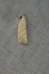 Earias paralella