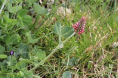 Trifolium incarnatum molinerii