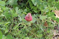 Trifolium incarnatum molinerii