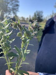 Nonea vesicaria