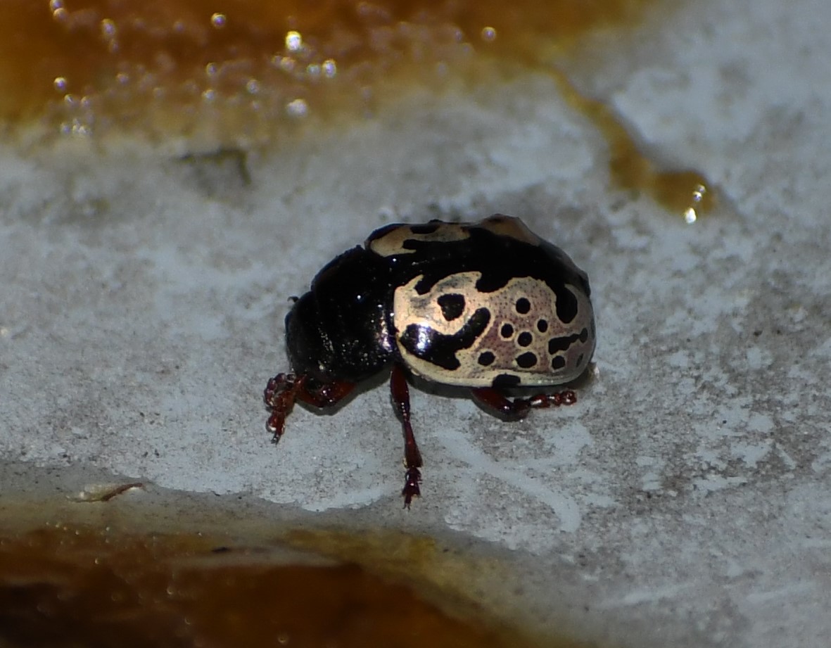 Calligrapha scalaris (J.E.LeConte, 1824)