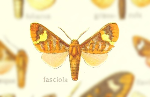 Zatrephes fasciola