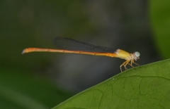 Ceriagrion rubiae