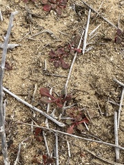 Chorizanthe fimbriata