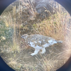 Lagopus muta islandorum