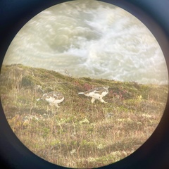 Lagopus muta islandorum