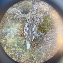 Lagopus muta islandorum
