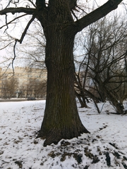 Quercus robur
