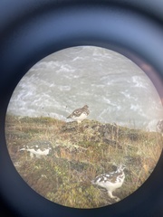 Lagopus muta islandorum