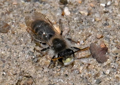 Andrena wellesleyana
