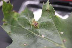 Melikaiella ostensackeni