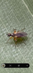 Diptera