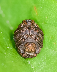 Fulcidacini