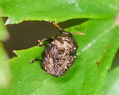 Fulcidacini