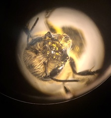 Osmia latreillei