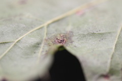 Melikaiella ostensackeni