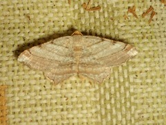 Macaria multilineata