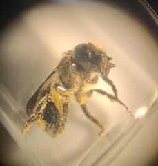 Osmia latreillei