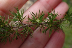 Cliffortia paucistaminea