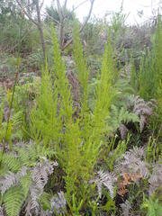 Cliffortia paucistaminea