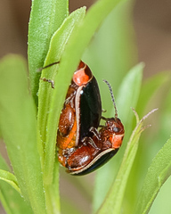 Kuschelina flavocyanea